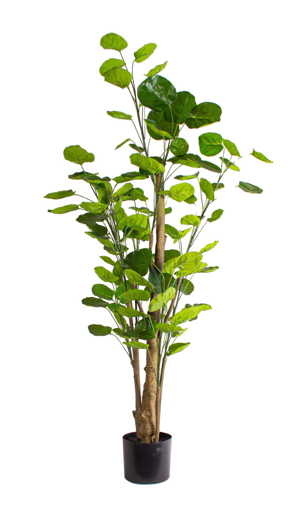 P1485-SILVER DOLLAR EUCALYPTUS TREE