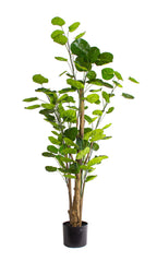 P1485-SILVER DOLLAR EUCALYPTUS TREE