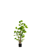 P1485-SILVER DOLLAR EUCALYPTUS TREE