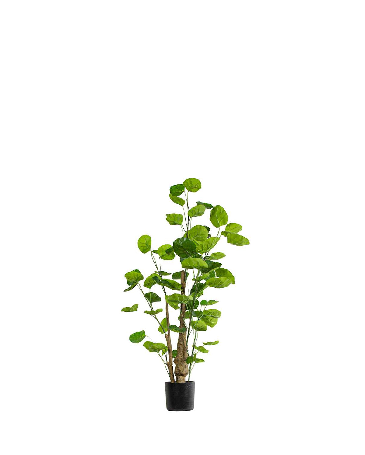 P1485-SILVER DOLLAR EUCALYPTUS TREE