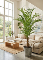 P1488-7   ARECA PALM