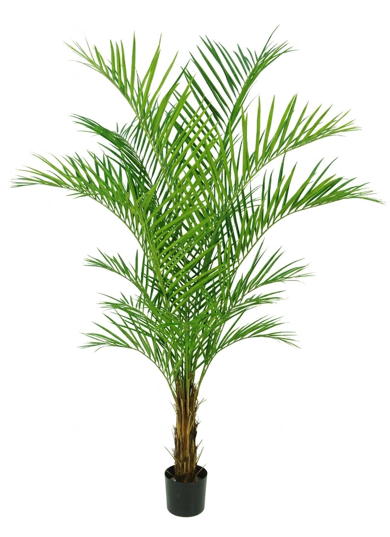 P1488-7   ARECA PALM