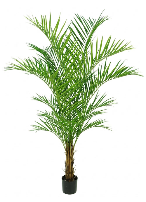 P1488-7   ARECA PALM