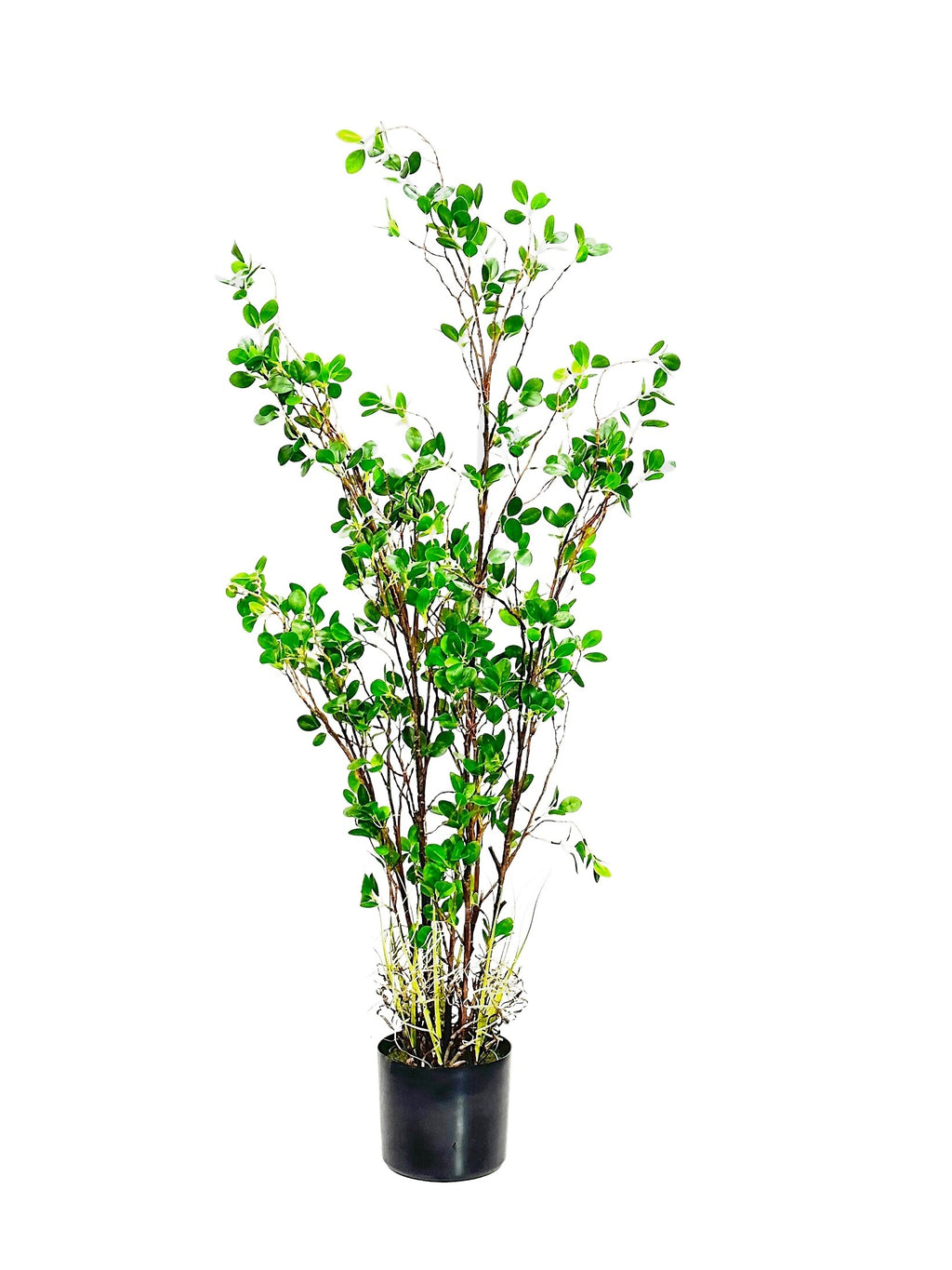 P1504-PTD RUBBER TREE W/PLASTIC POT