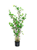 P1504-PTD RUBBER TREE W/PLASTIC POT