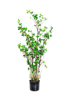 P1504-PTD RUBBER TREE W/PLASTIC POT