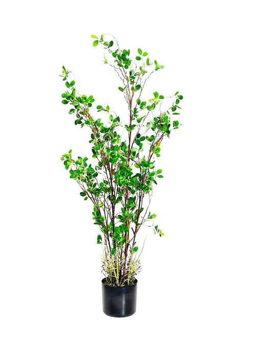 P1504-PTD RUBBER TREE W/PLASTIC POT