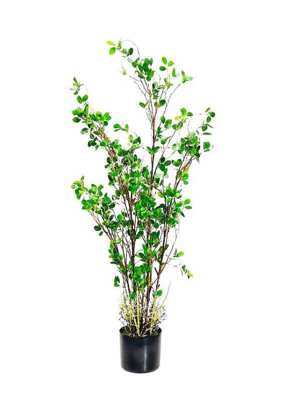 P1504-PTD RUBBER TREE W/PLASTIC POT
