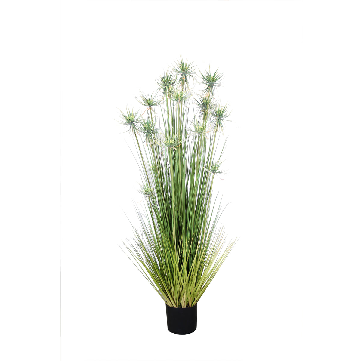 P1520-Sunny Flower Grass