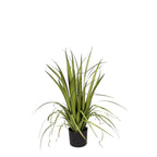 P1526-GLADIOLUS GRASS