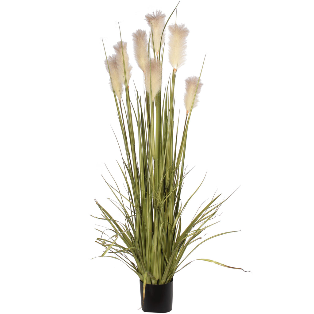 P1527-REED GRASS