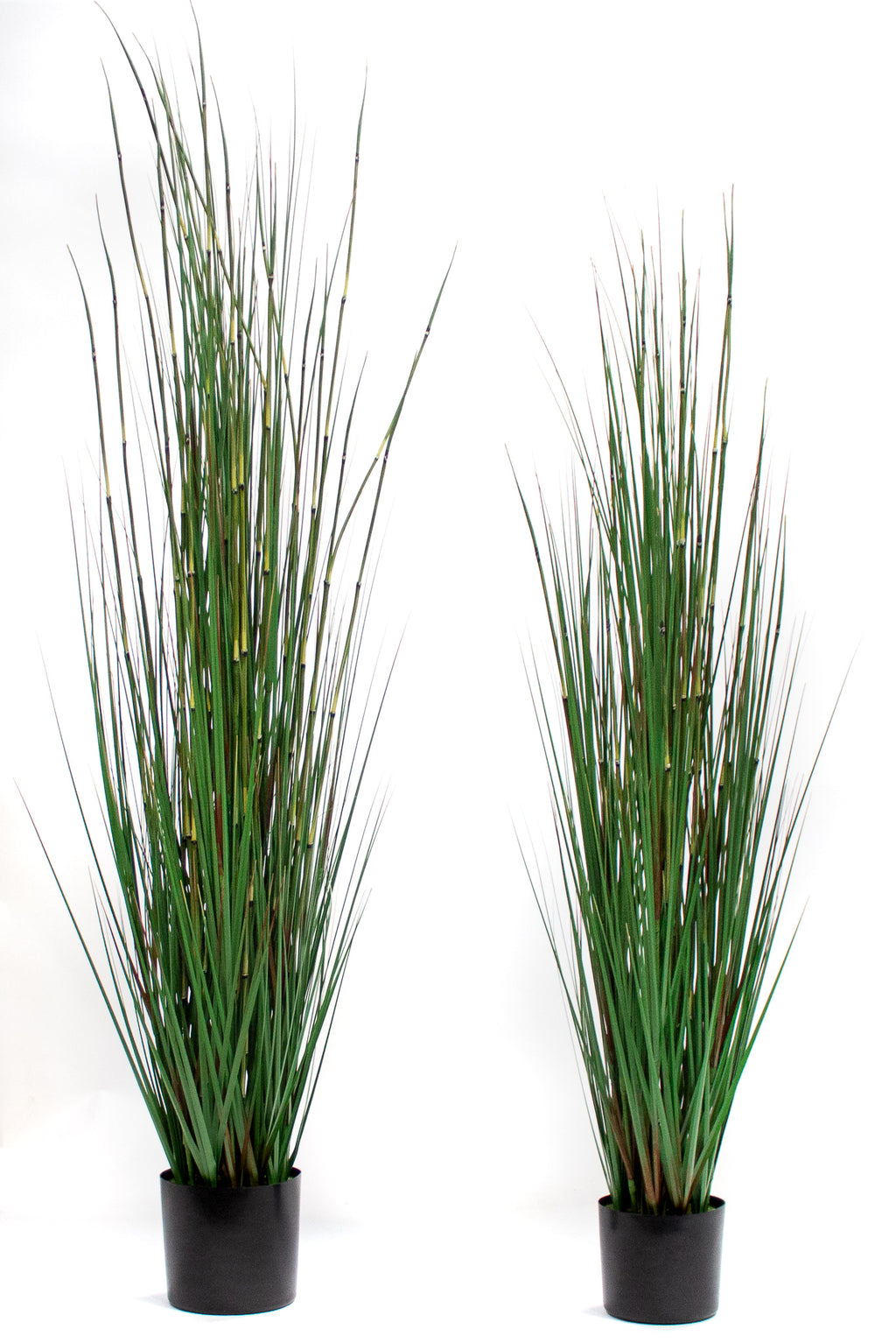 P1530-HORSETAIL