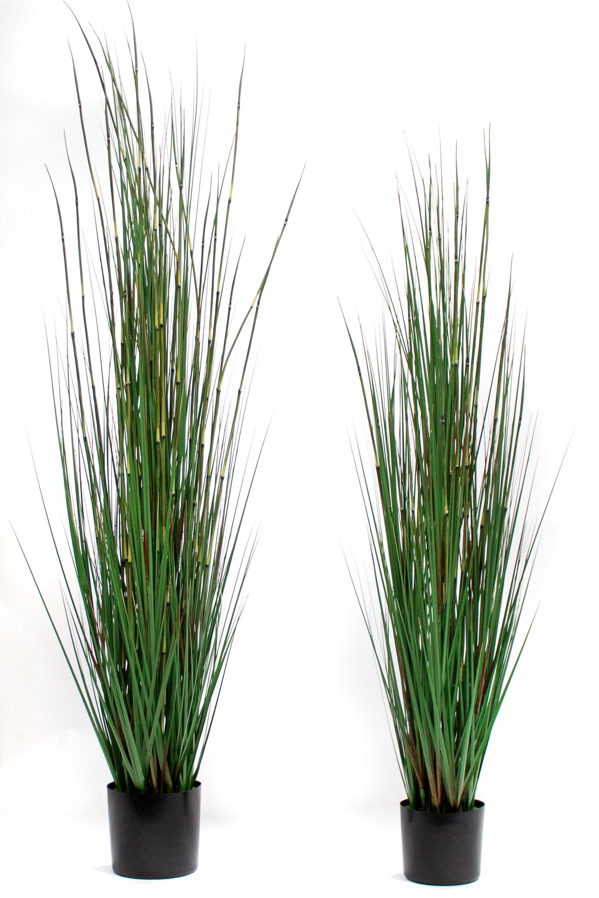 P1530-HORSETAIL