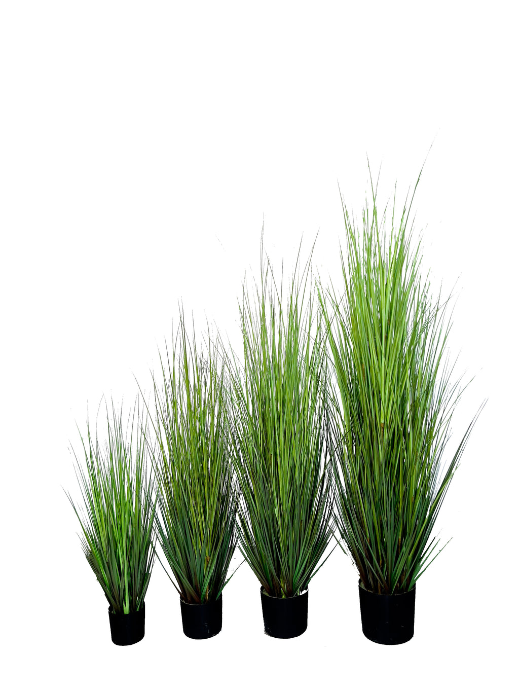 P1532-MOUNTAIN GRASS
