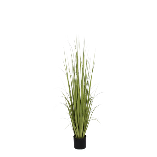 P1534-RANCH GRASS