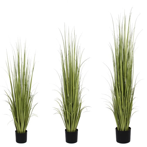 P1534-RANCH GRASS