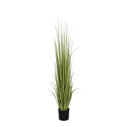 P1534-RANCH GRASS