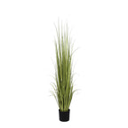 P1534-RANCH GRASS