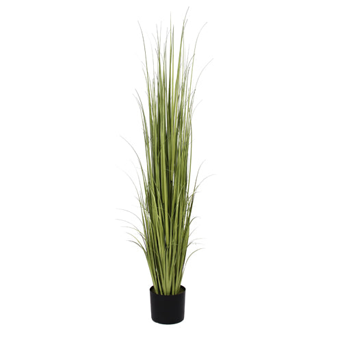 P1534-RANCH GRASS