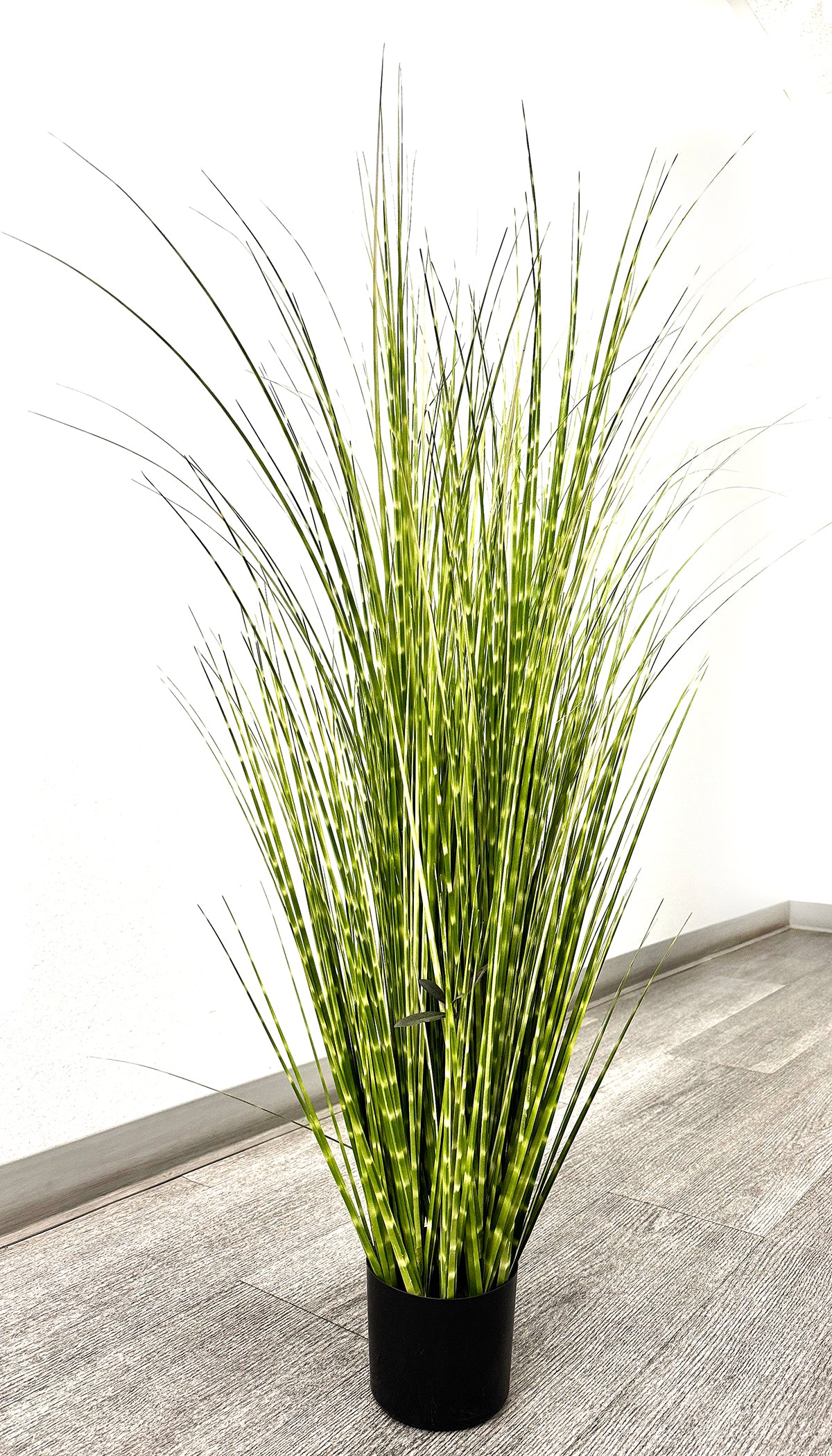 P1539-SPOTTED GRASS