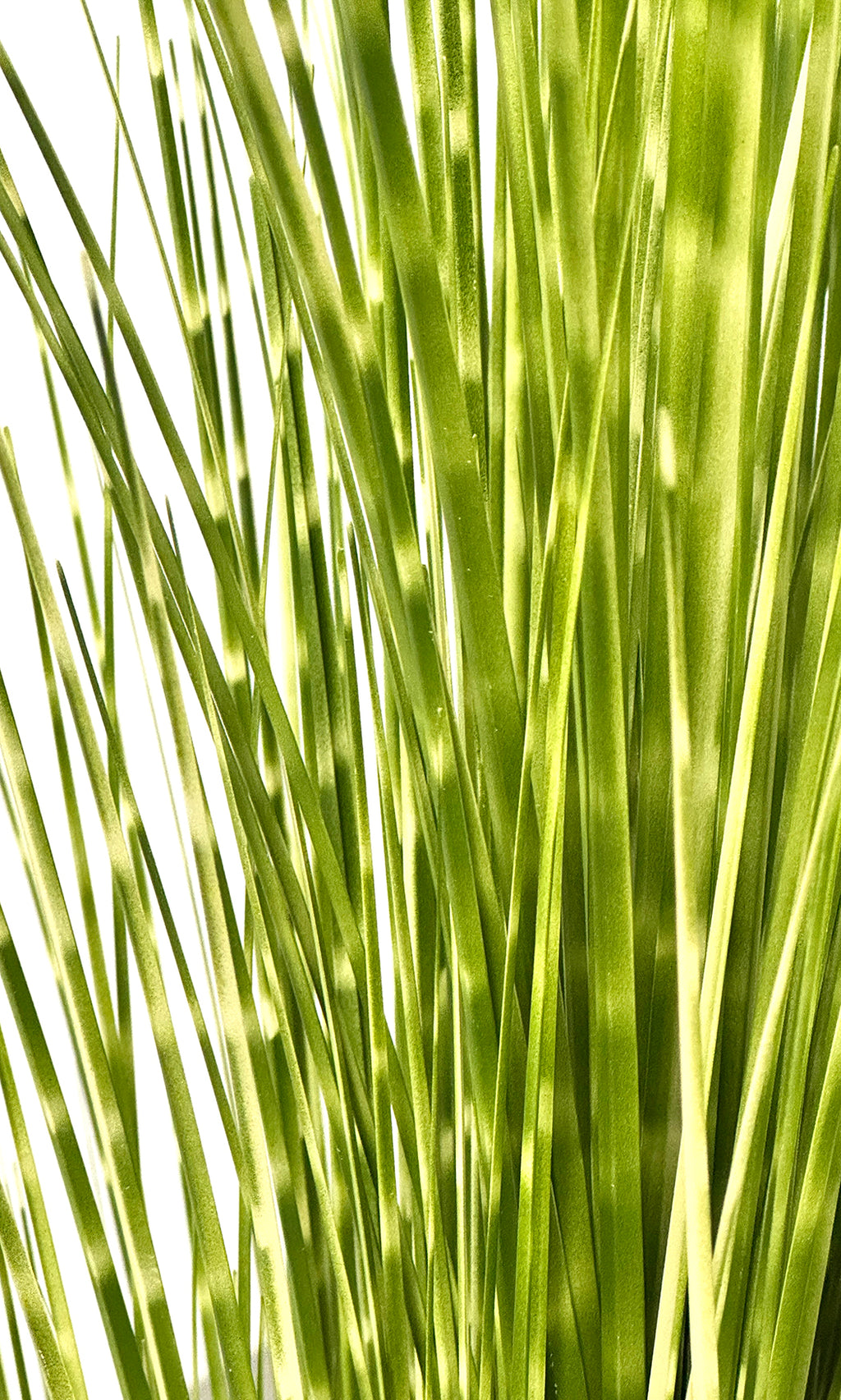 P1539-SPOTTED GRASS