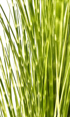 P1539-SPOTTED GRASS
