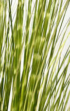 P1539-SPOTTED GRASS