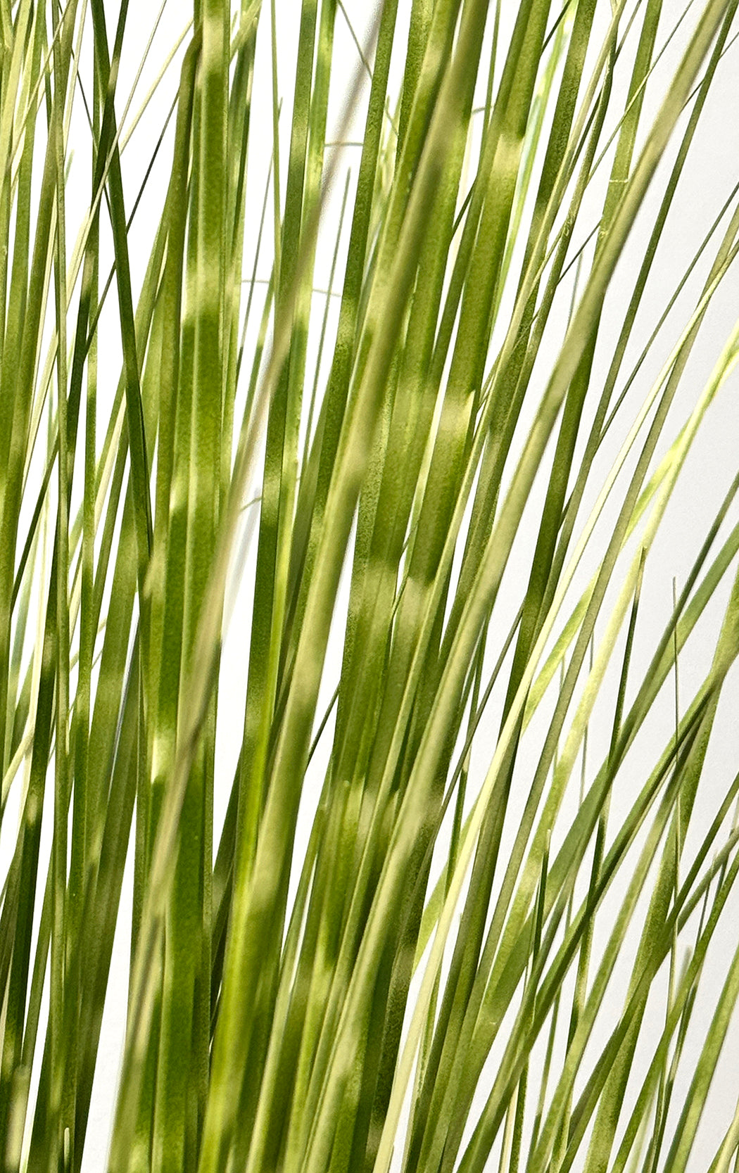 P1539-SPOTTED GRASS