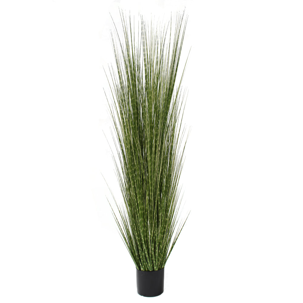 P1539-SPOTTED GRASS