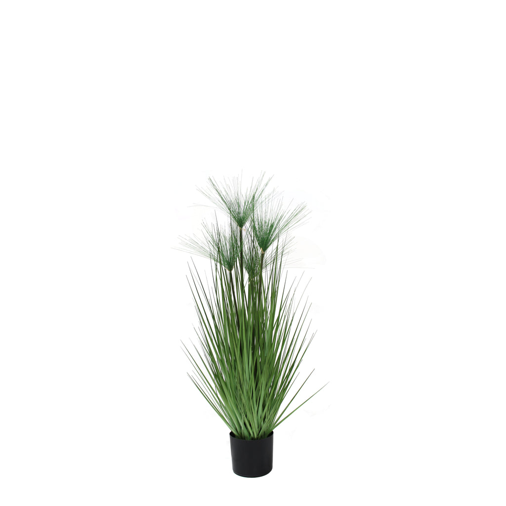 P1543-PAPYRUS GRASS
