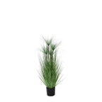 P1543-PAPYRUS GRASS