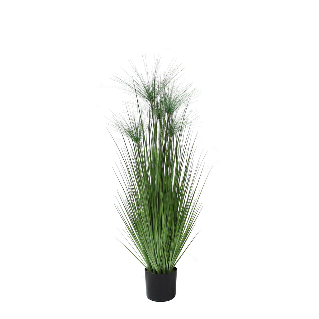P1543-PAPYRUS GRASS