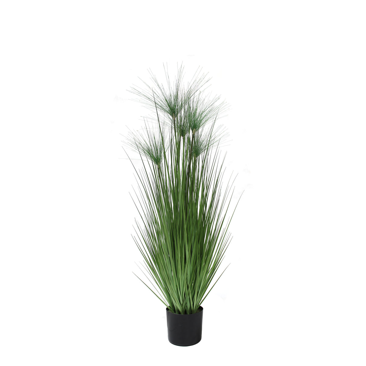 P1543-PAPYRUS GRASS