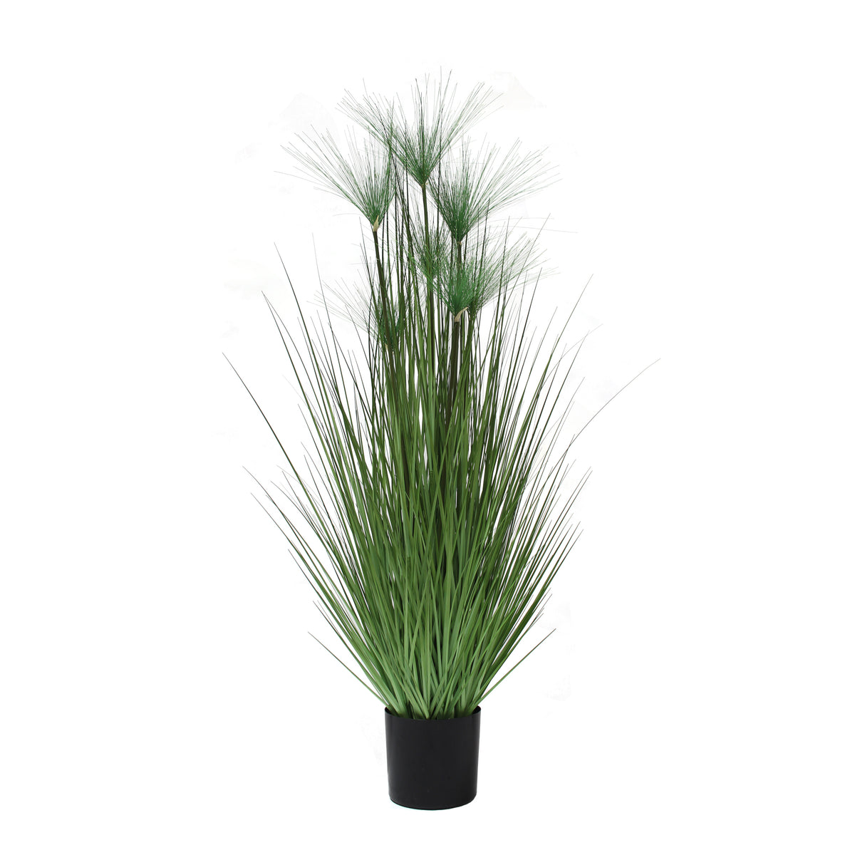 P1543-PAPYRUS GRASS