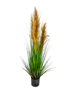 P1546-DRIED PAMPAS GRASS