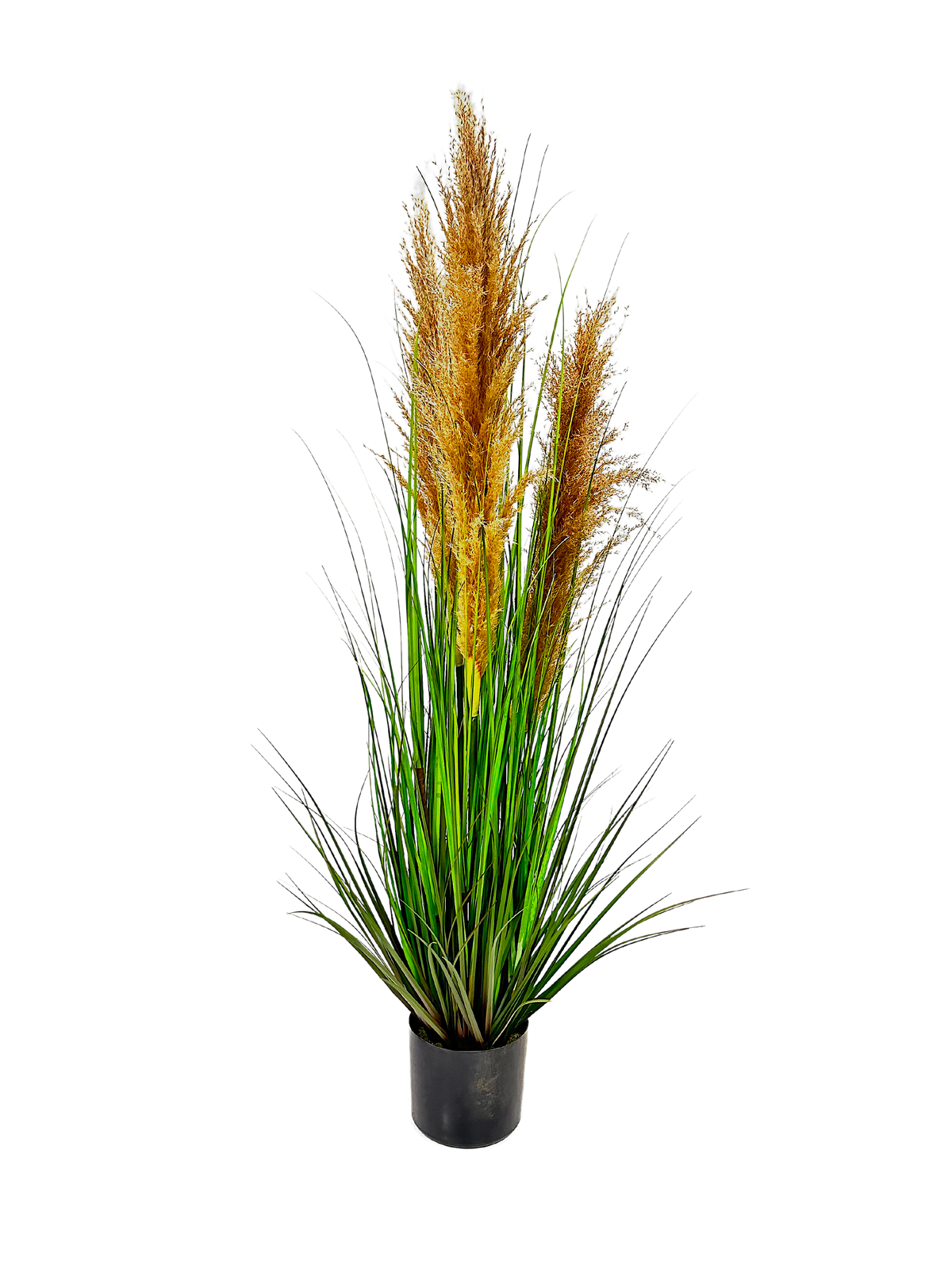 P1546-DRIED PAMPAS GRASS