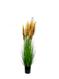 P1546-6LTBN -  PTD DRIED PAMPAS GRASS WITH POT LIGHT BROWN