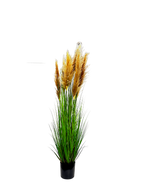 P1546-DRIED PAMPAS GRASS