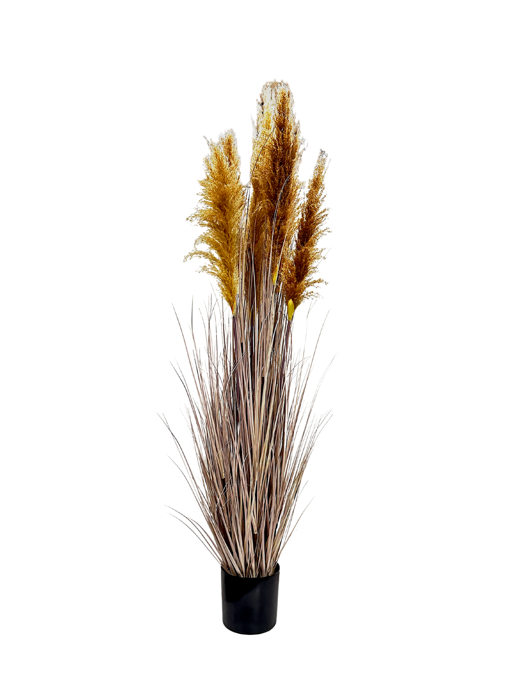 P1546-DRIED PAMPAS GRASS