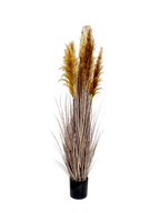 P1546-DRIED PAMPAS GRASS