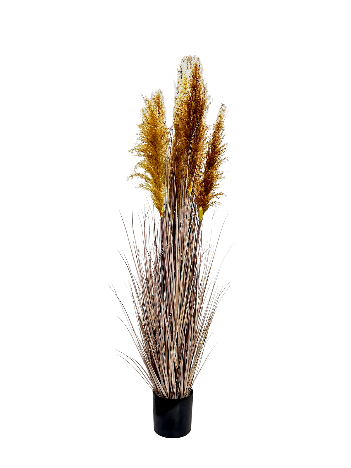 P1546-DRIED PAMPAS GRASS