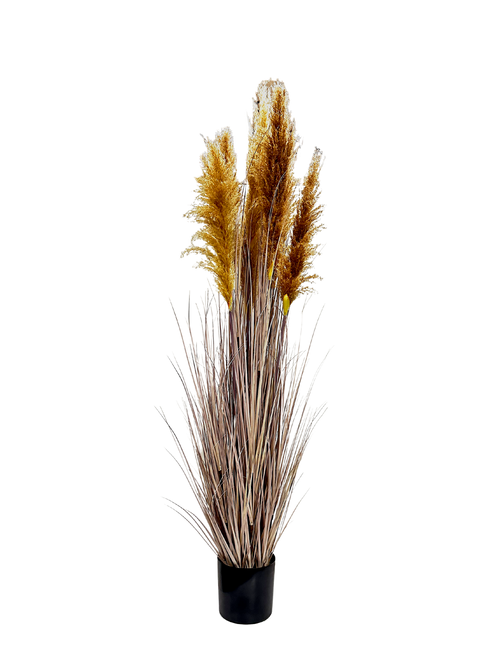 P1546-DRIED PAMPAS GRASS