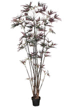 P1550-FINGER ARALIA TREE