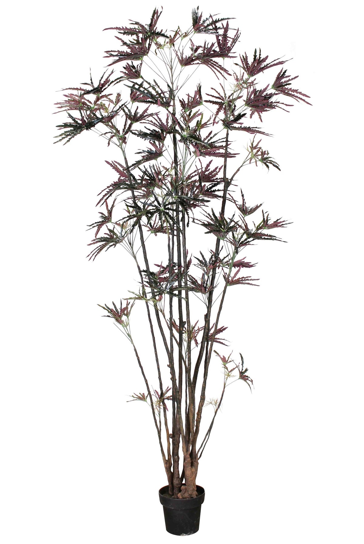 P1550-FINGER ARALIA TREE