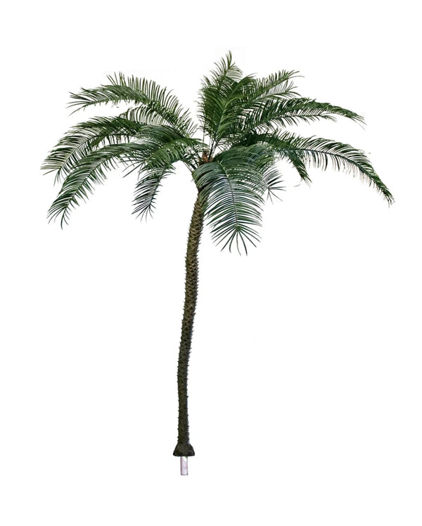 P1561N-PHOENIX PALM TREE
