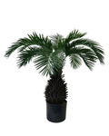 P1577-PINEAPPLE PALM