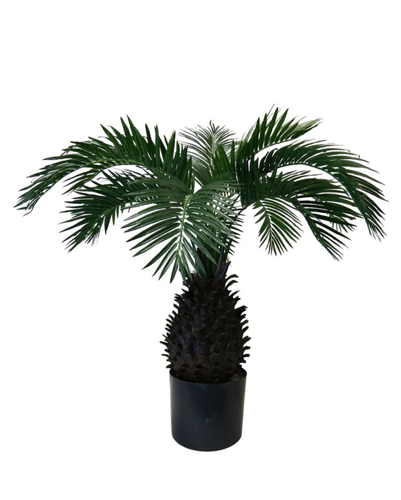 P1577-PINEAPPLE PALM