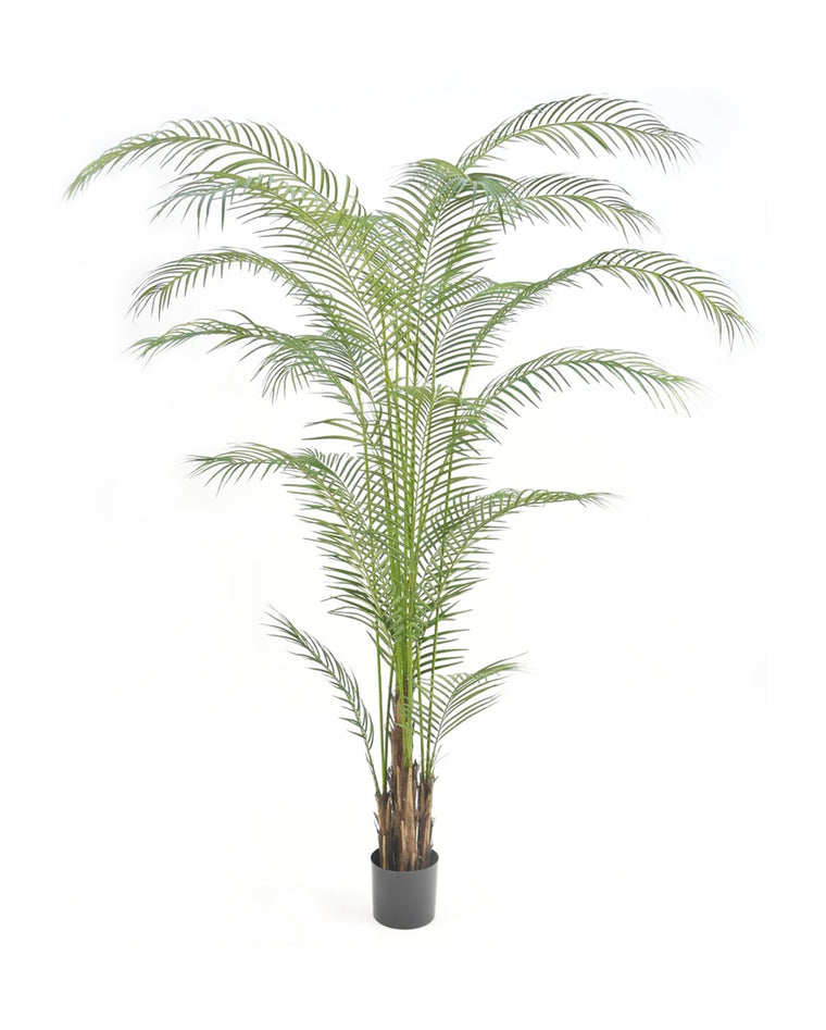 P1580- PHOENIX PALM
