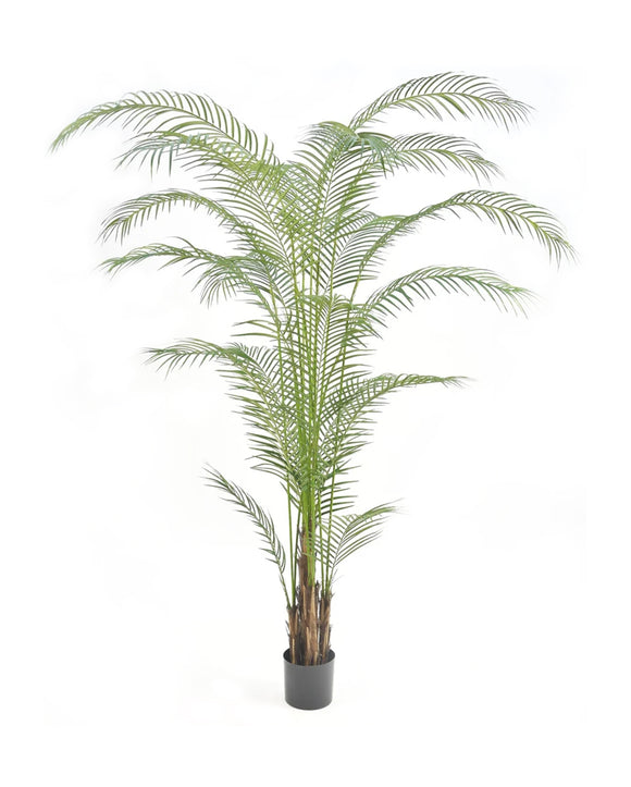 P1580- PHOENIX PALM