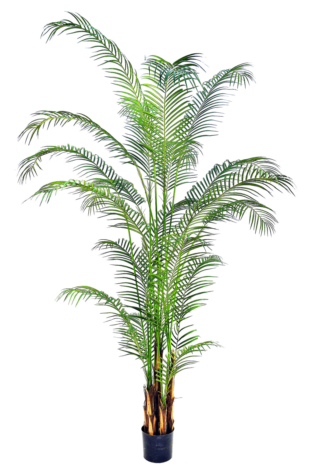P1580- PHOENIX PALM